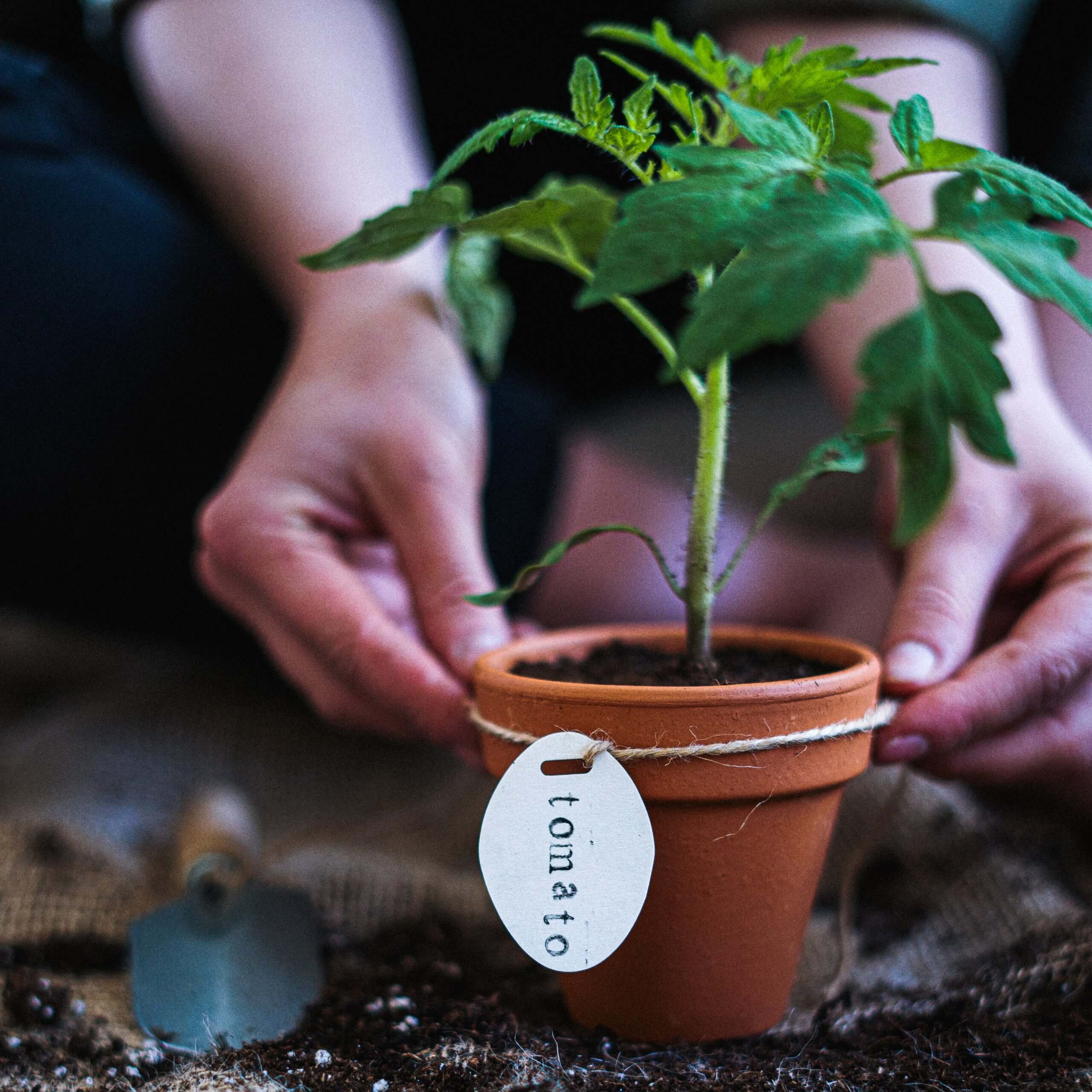 Eine kleine Tomatenpflanze im Topf